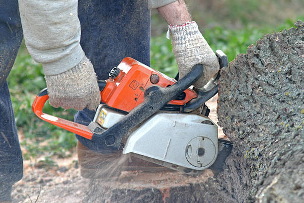 Trusted White Bluff, TN Tree Care Experts